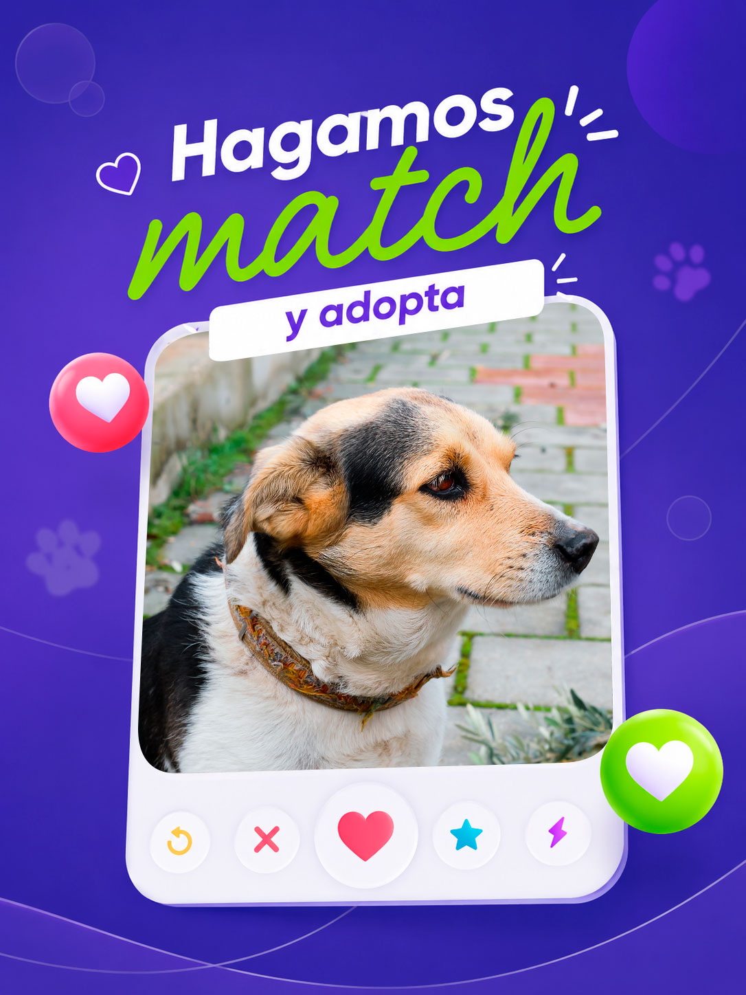 adopciones-perrito4