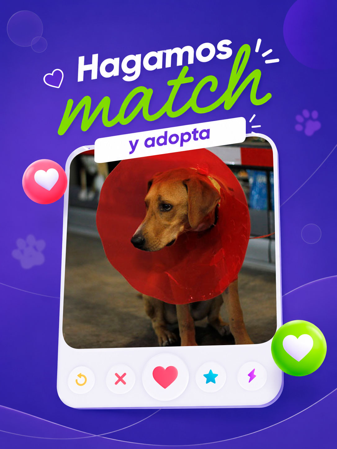 adopciones-perritoss